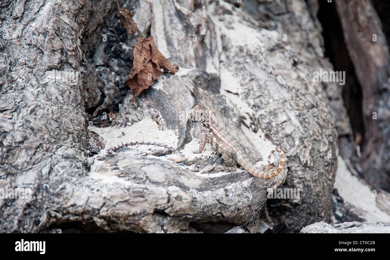 Eidechse auf Grand Cayman-Insel Stockfoto