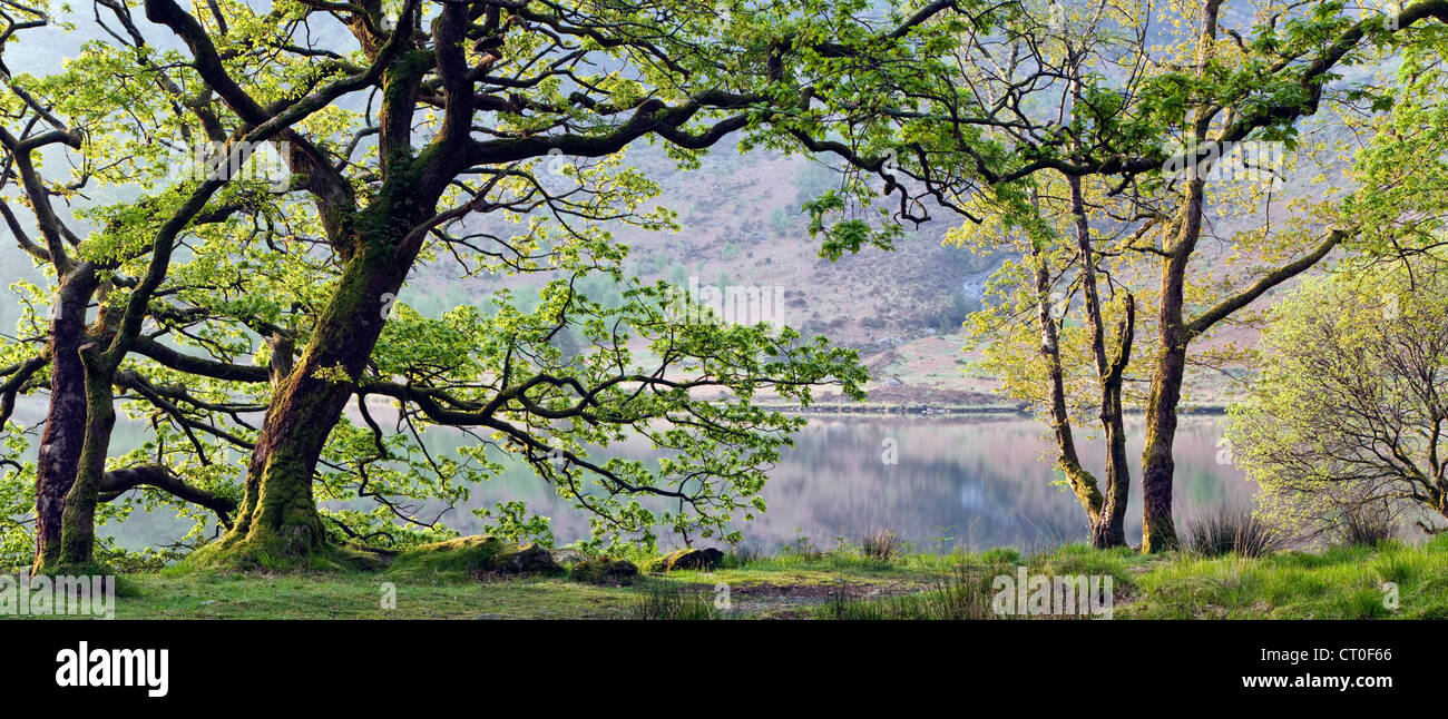 Bäume am Ufer des Llyn Dinas frischen Frühling Laub Spätfrühling. Nantgwynant Tal, Snowdonia-Nationalpark Gwynedd North Wales, UK Stockfoto