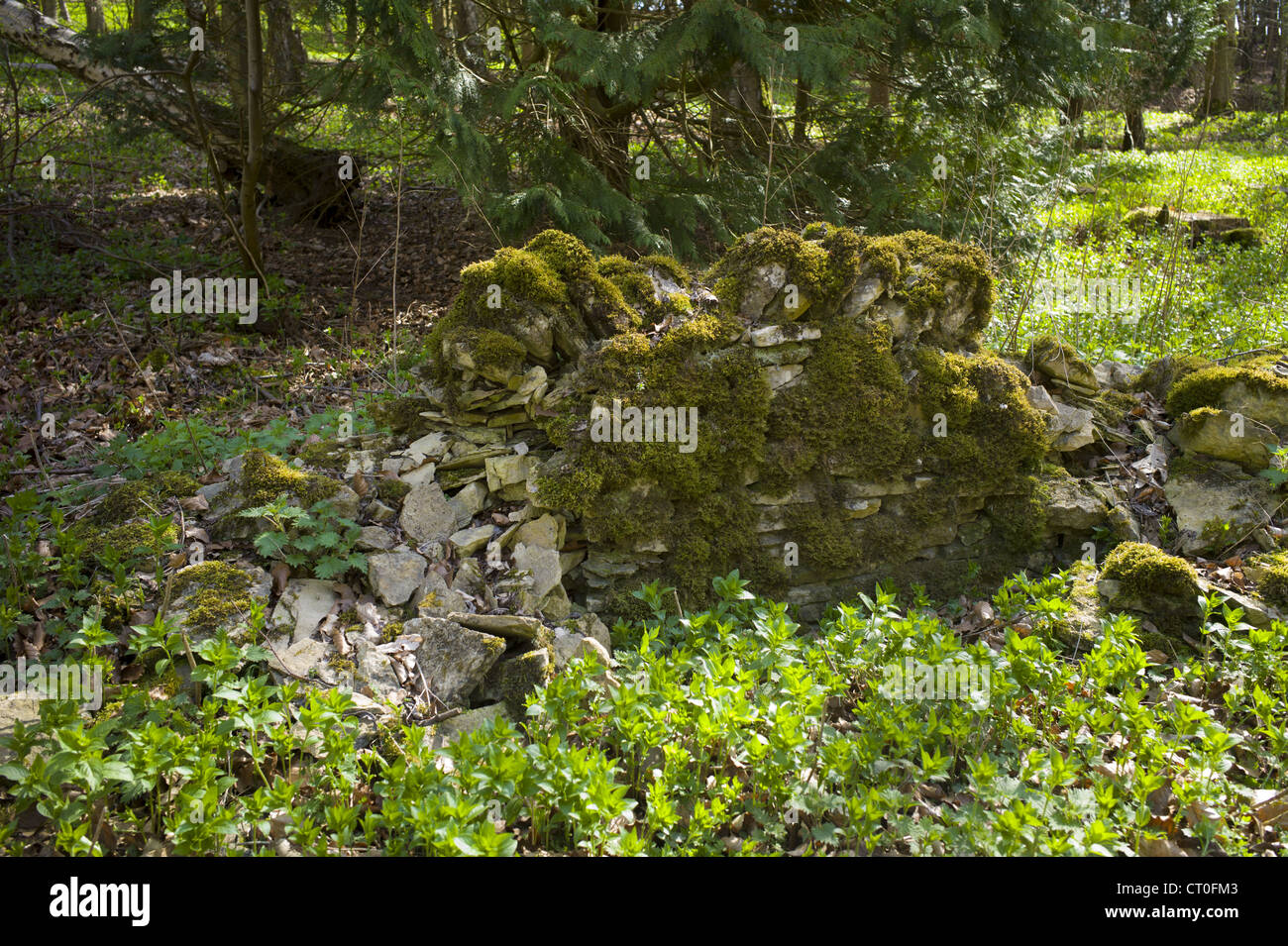 Trockenmauer in einem schlechten Zustand, am Rande des Waldes in Swinbrook in den Cotswolds, Oxfordshire, Vereinigtes Königreich Stockfoto