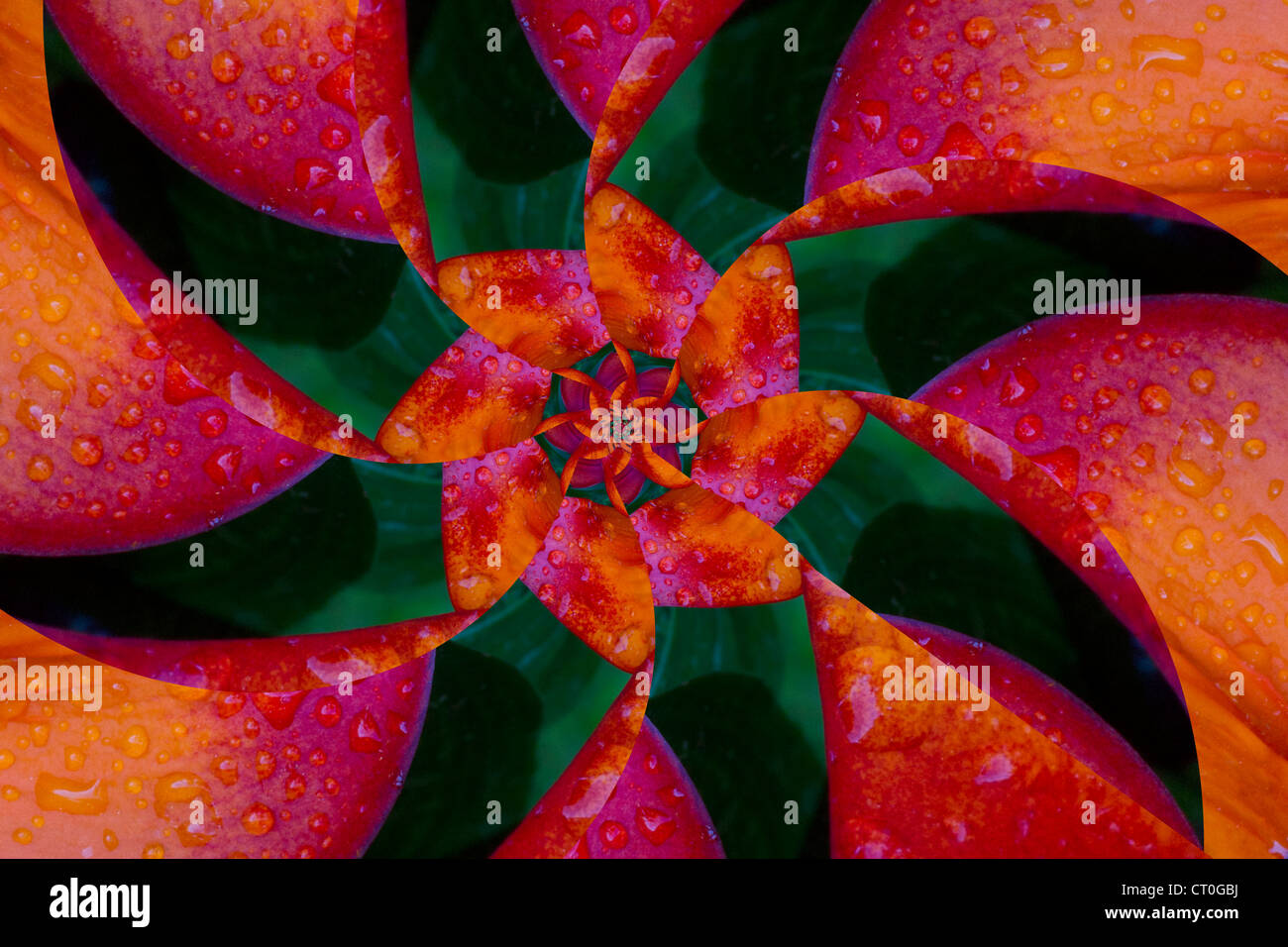 Lilium 'Orange Matrix"mit Wassertropfen (digitale Ausführung) Stockfoto