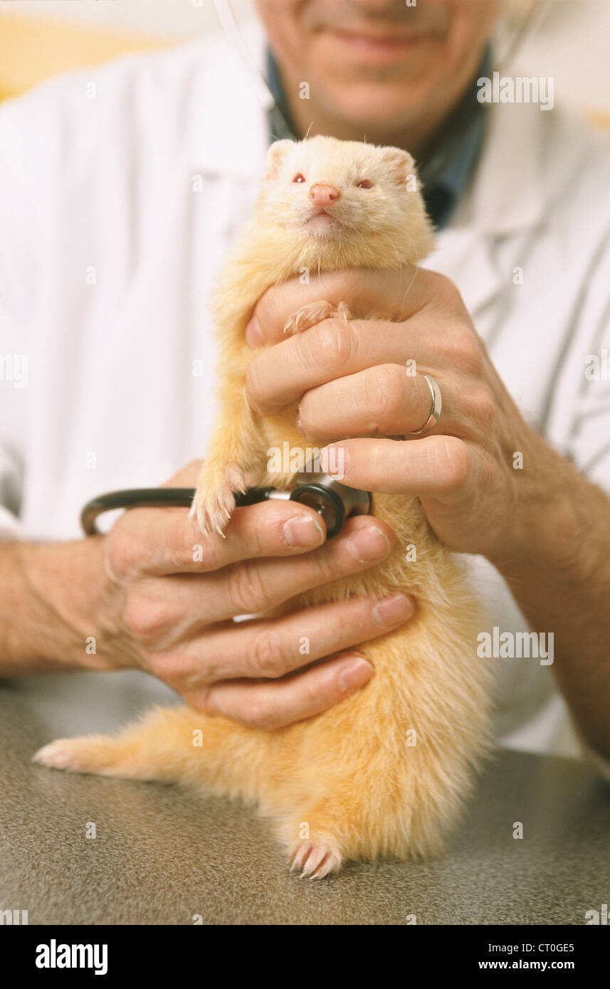 TIERISCHE BERATUNG Stockfoto