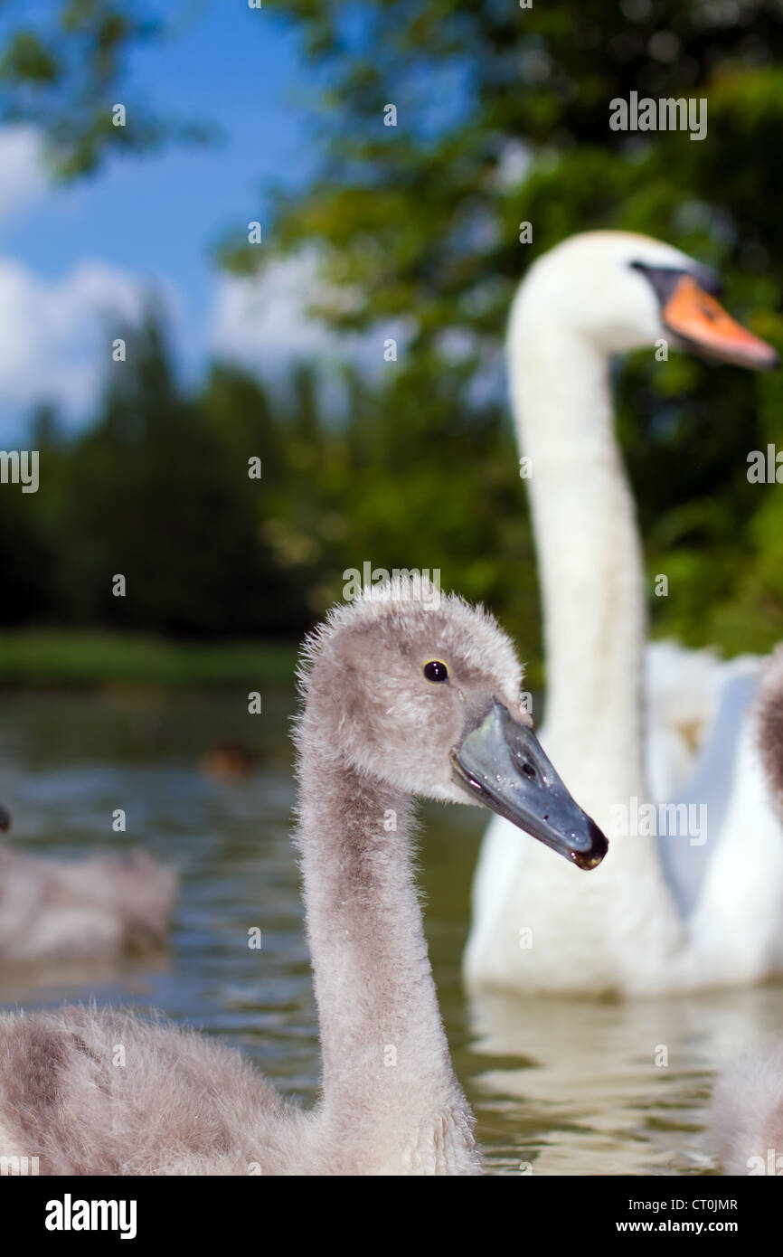 Eine junge Noisehunter in einem kleinen See in england Stockfoto