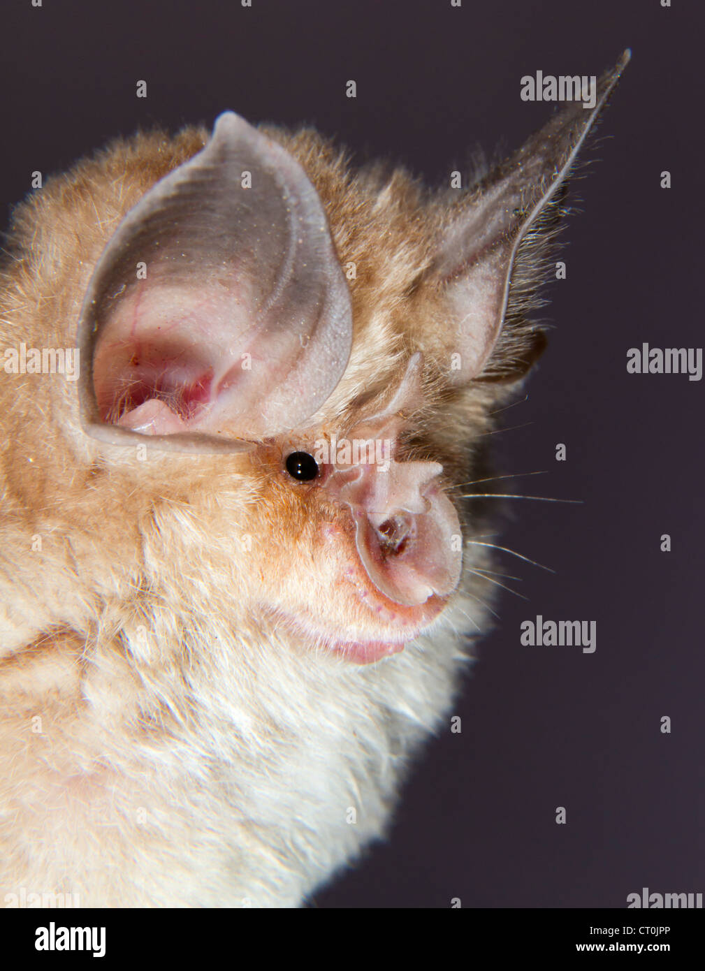 Mediterrane Hufeisen Fledermaus Rhinolophus Euryale Portrat Der Republik Von Georgia Caucasus Stockfotografie Alamy