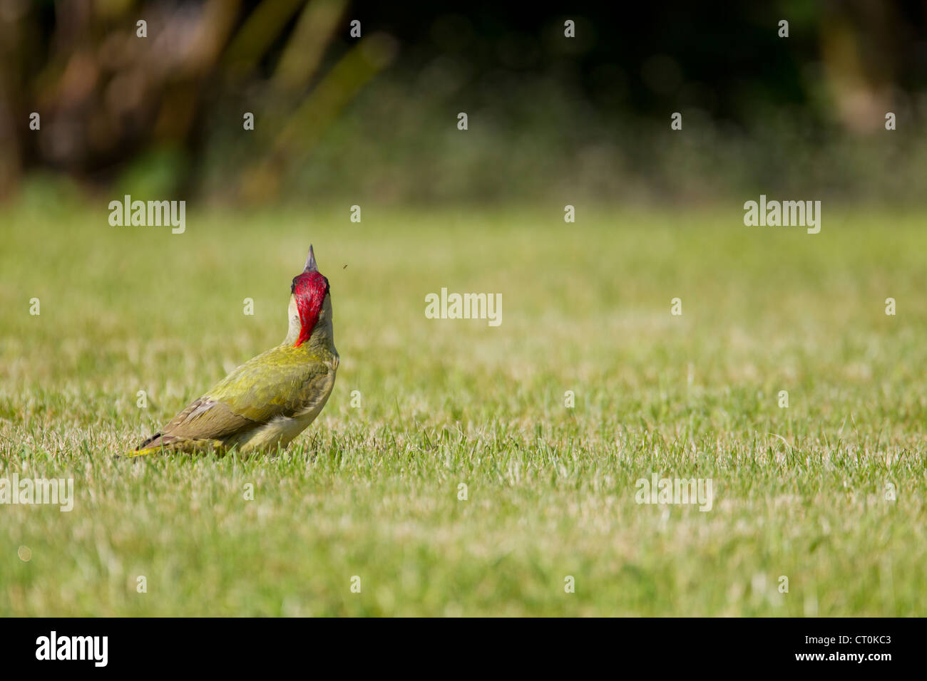 Grün Specht Picus Viridis Männchen ernähren sich von Garten Rasen an Charlton Musgrove, England UK im Mai. Stockfoto