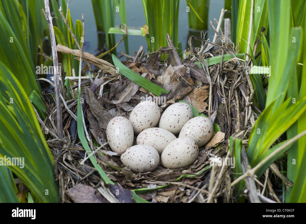Teichhuhn Nest, gemacht mit sieben Eiern gelegt, mit Zweigen unter Iris Pflanzen in einem Teich in Swinbrook, die Cotswolds, Oxfordshire, Vereinigtes Königreich Stockfoto