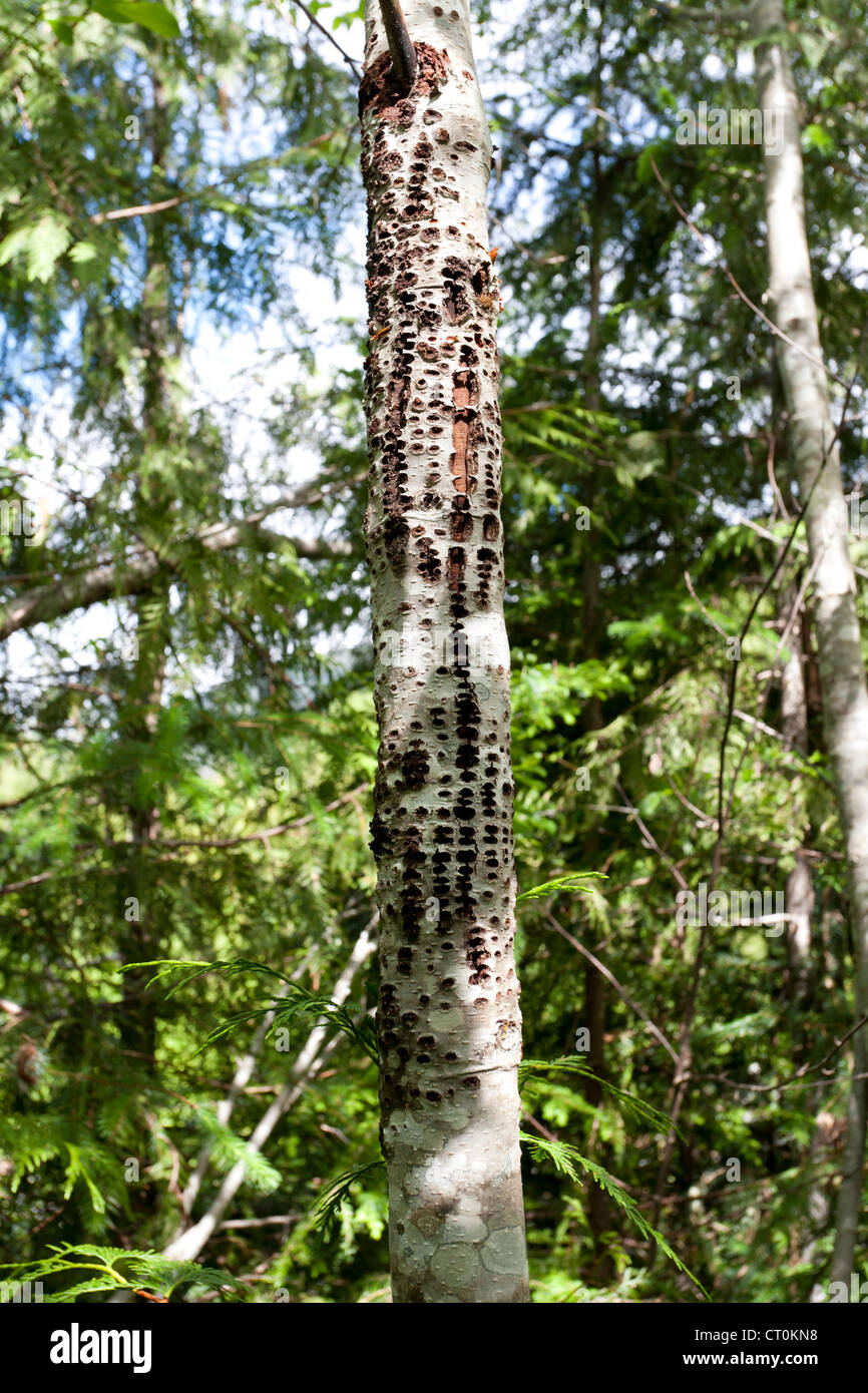 Red-breasted im Sphyrapicus Ruber Fütterung Zeichen arbeiten am Baum in der Nähe von Port Alberni, Vancouver Island im Juni. Stockfoto