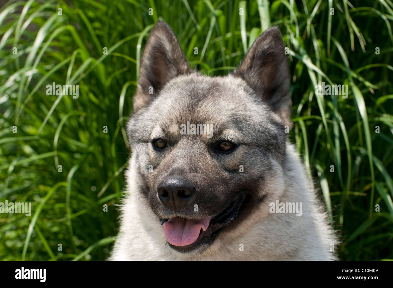 Norwegischer Elchhund-Kopfschuss Stockfoto