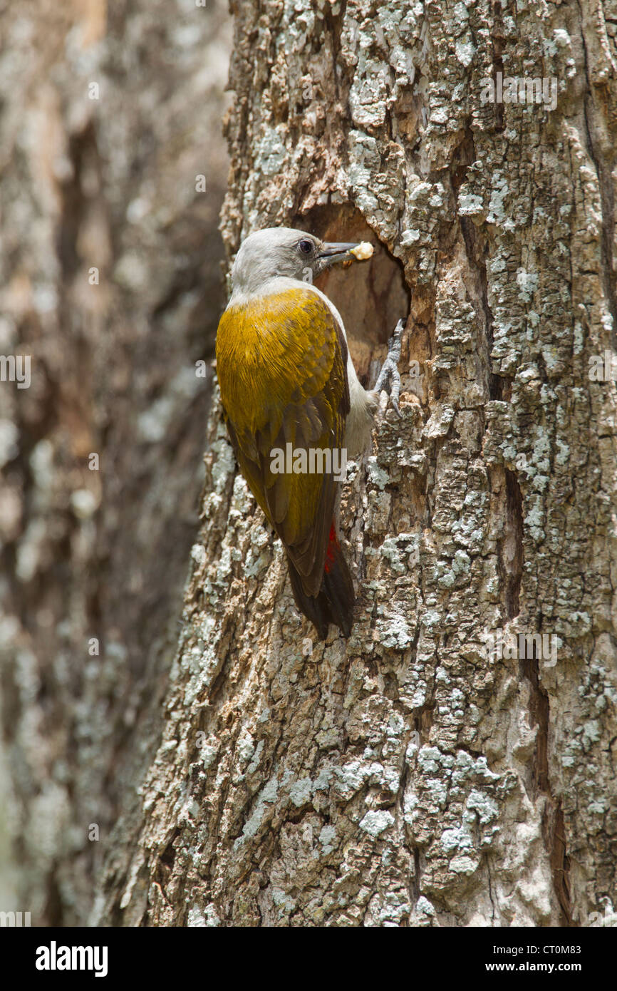 Östlichen grau Specht Dendropicos Spodocephalus Besuch Nest Loch im United Africa Hotel, See Awassa, Äthiopien im Februar. Stockfoto