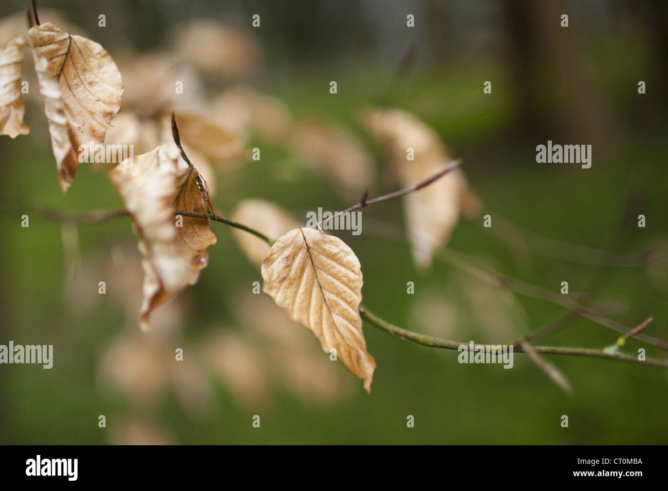 Buche-Blätter im Winter Form in Swinbrook in den Cotswolds, Oxfordshire, Vereinigtes Königreich Stockfoto