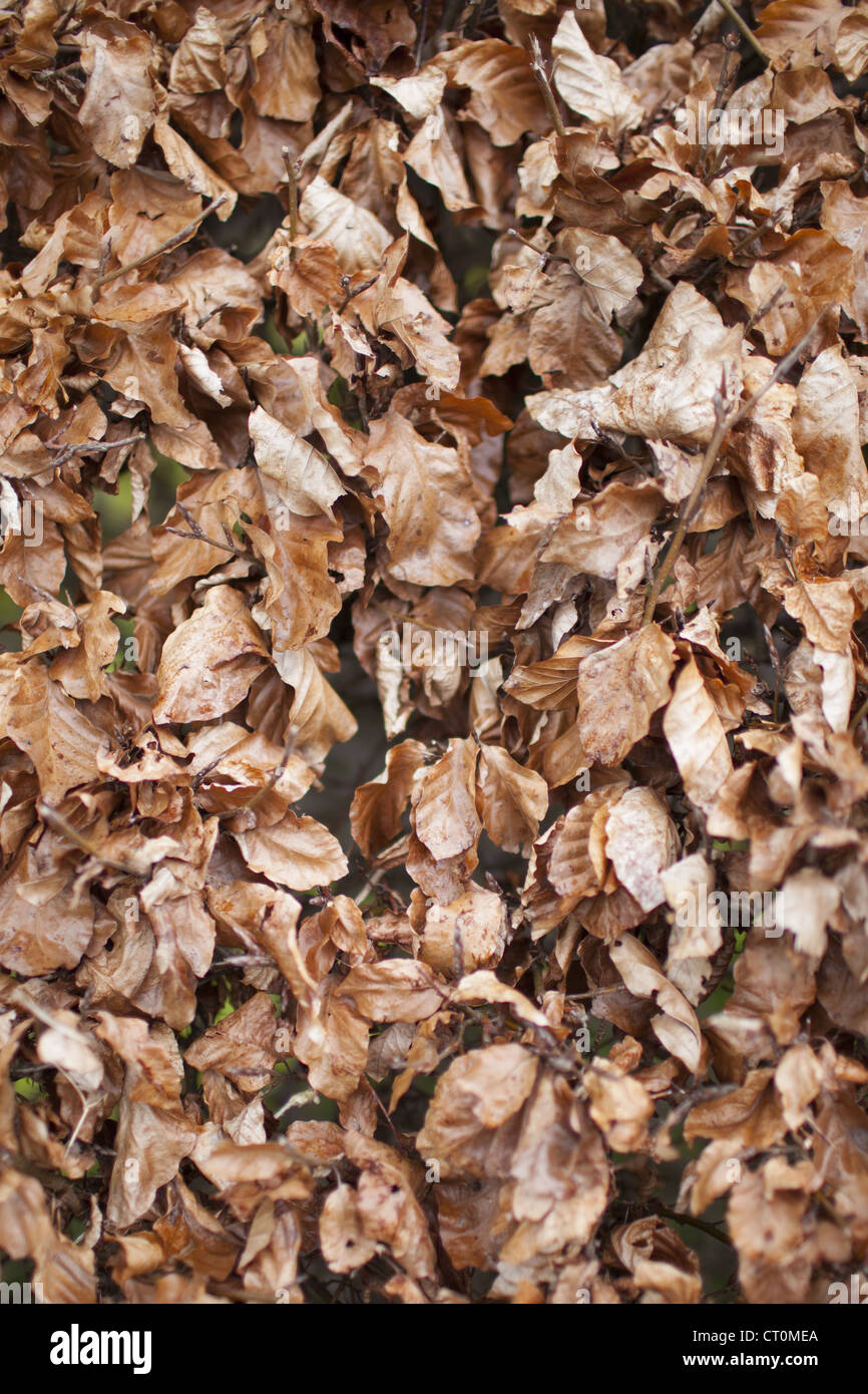 Buche geht in eine Hecke im Winter Form in Swinbrook in den Cotswolds, Oxfordshire, Vereinigtes Königreich Stockfoto