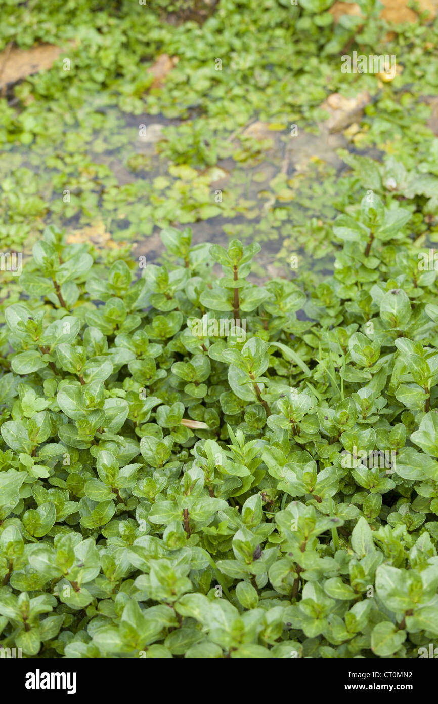 Wilde Brunnenkresse wächst in einem Kresse-Bett in einem Quellwasser-Stream bei Swinbrook, Cotswolds, UK Stockfoto