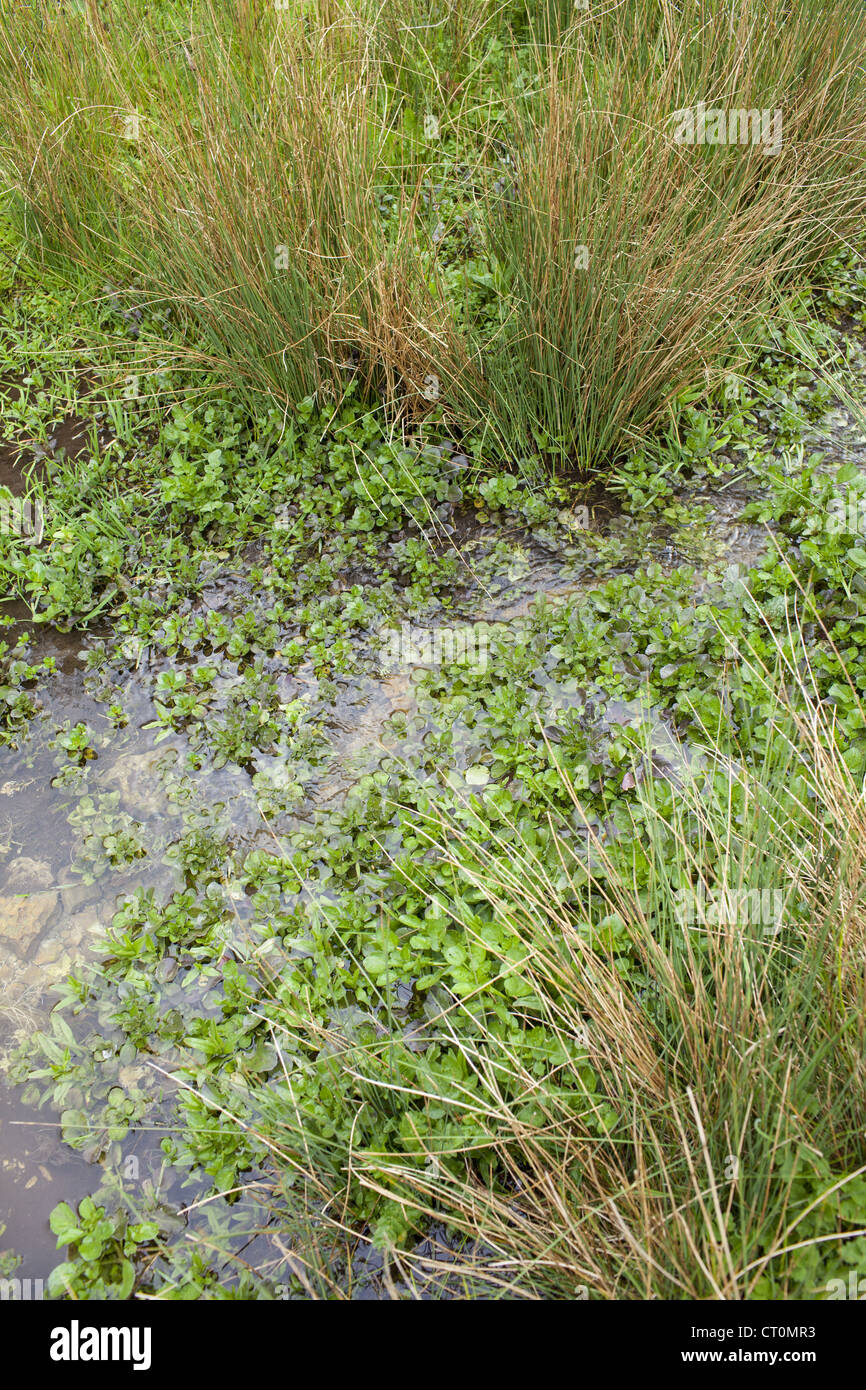Wilde Brunnenkresse wächst Schilf in einem Kresse-Bett in einem Quellwasser-Stream bei Swinbrook, Cotswolds, UK Stockfoto