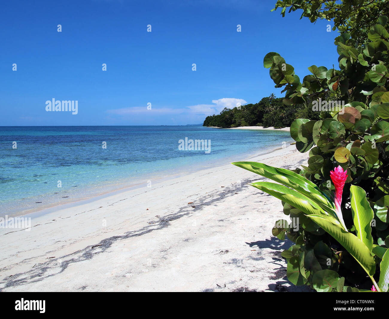 Tropischer Strand mit einer roten Ingwer Blume im Vordergrund, Karibik, Mittelamerika, Bocas del Toro, Panama Stockfoto