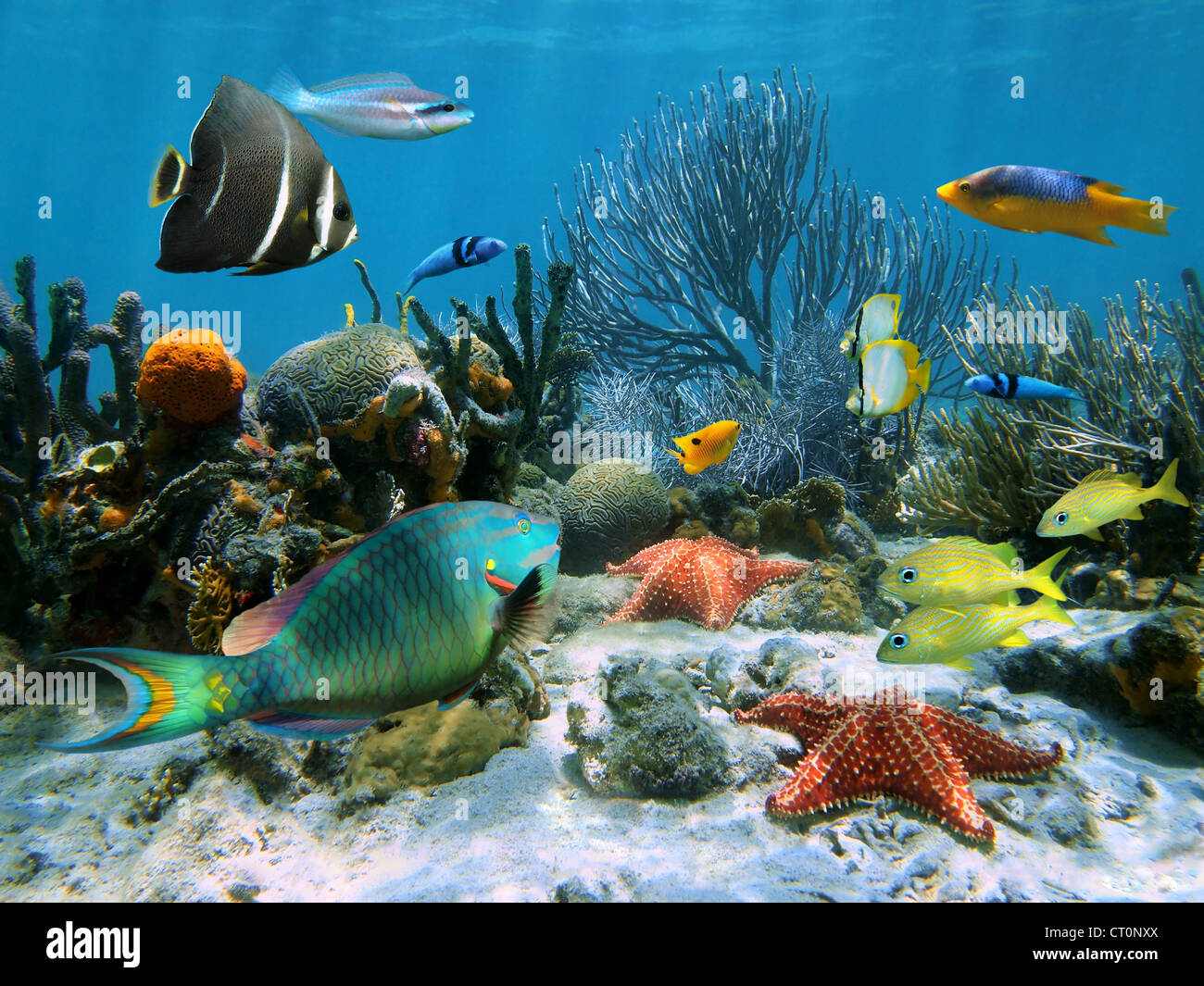 Korallenriff mit Seesternen und bunten tropischen Fischen, dem Karibischen Meer Stockfoto