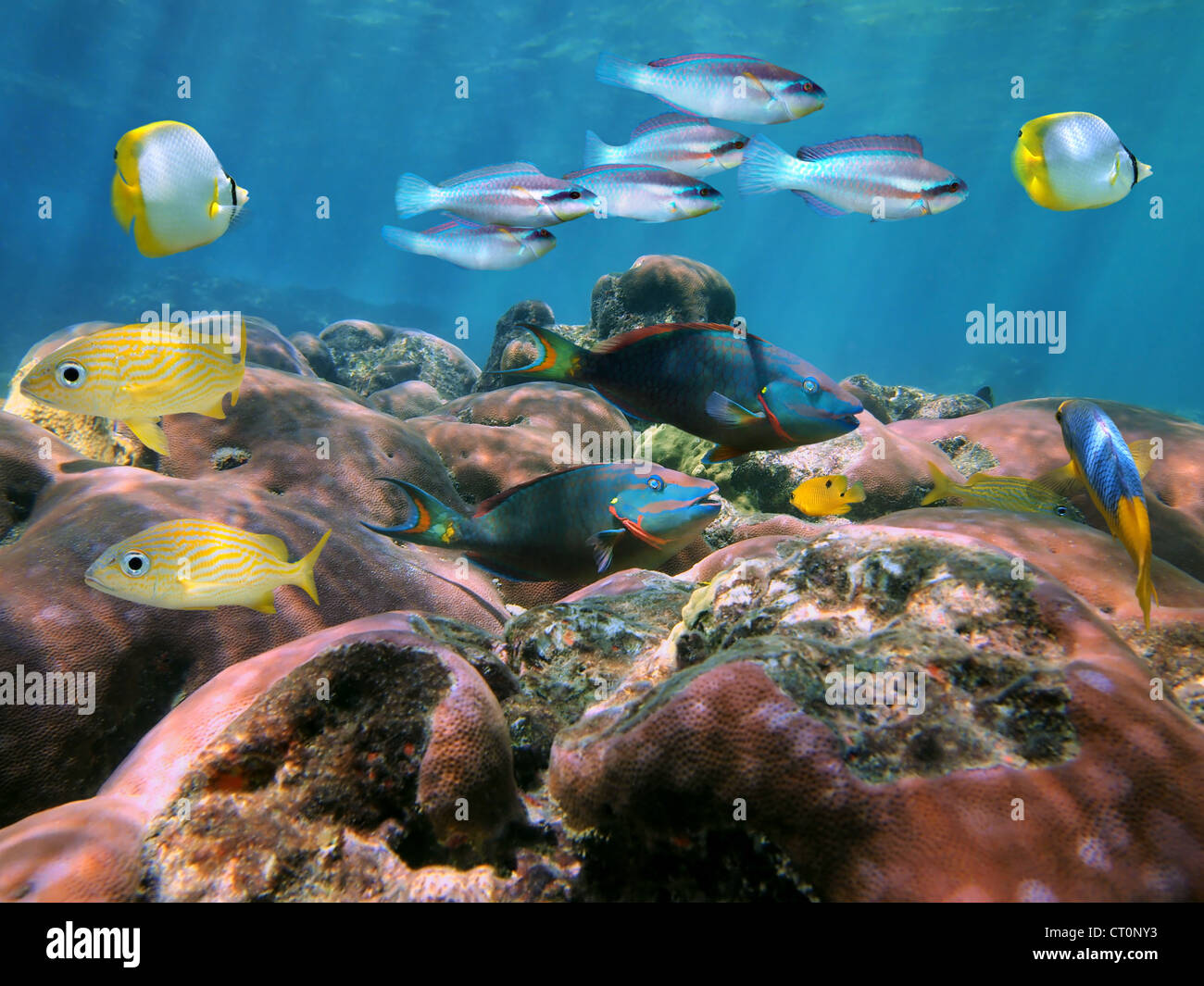 Korallenriff mit bunten tropischen Fischen unter Wasser in der Karibik Stockfoto