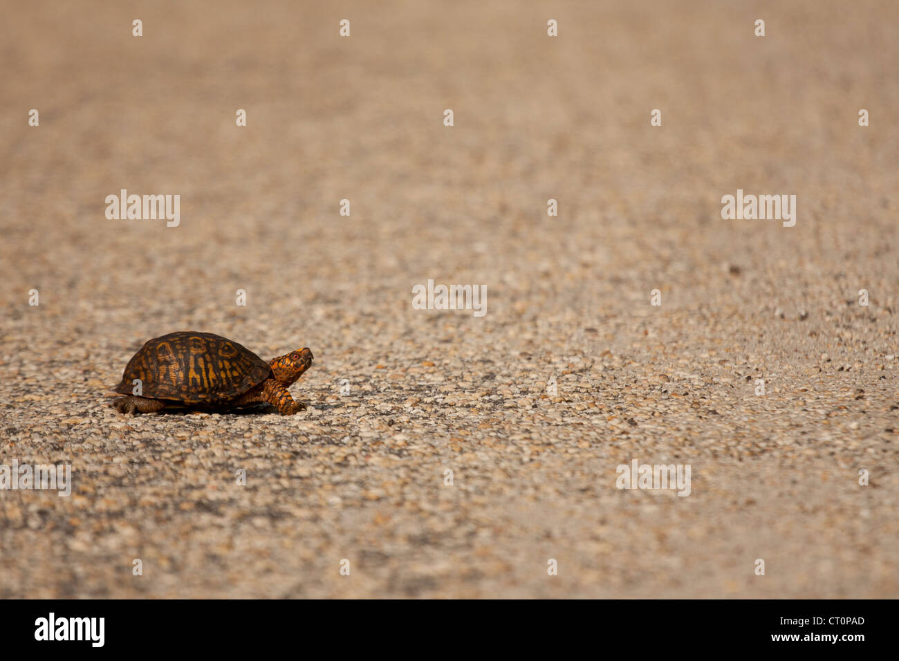 östliche Kasten-Schildkröte (Terrapene Carolina) überqueren einer Straße Stockfoto