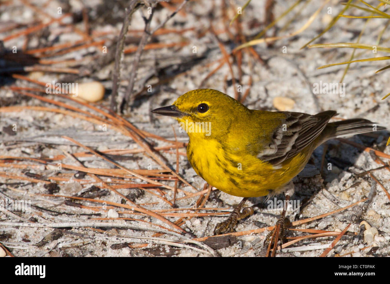 Männliche Warbler Kiefer (Pinus Setophaga) Stockfoto