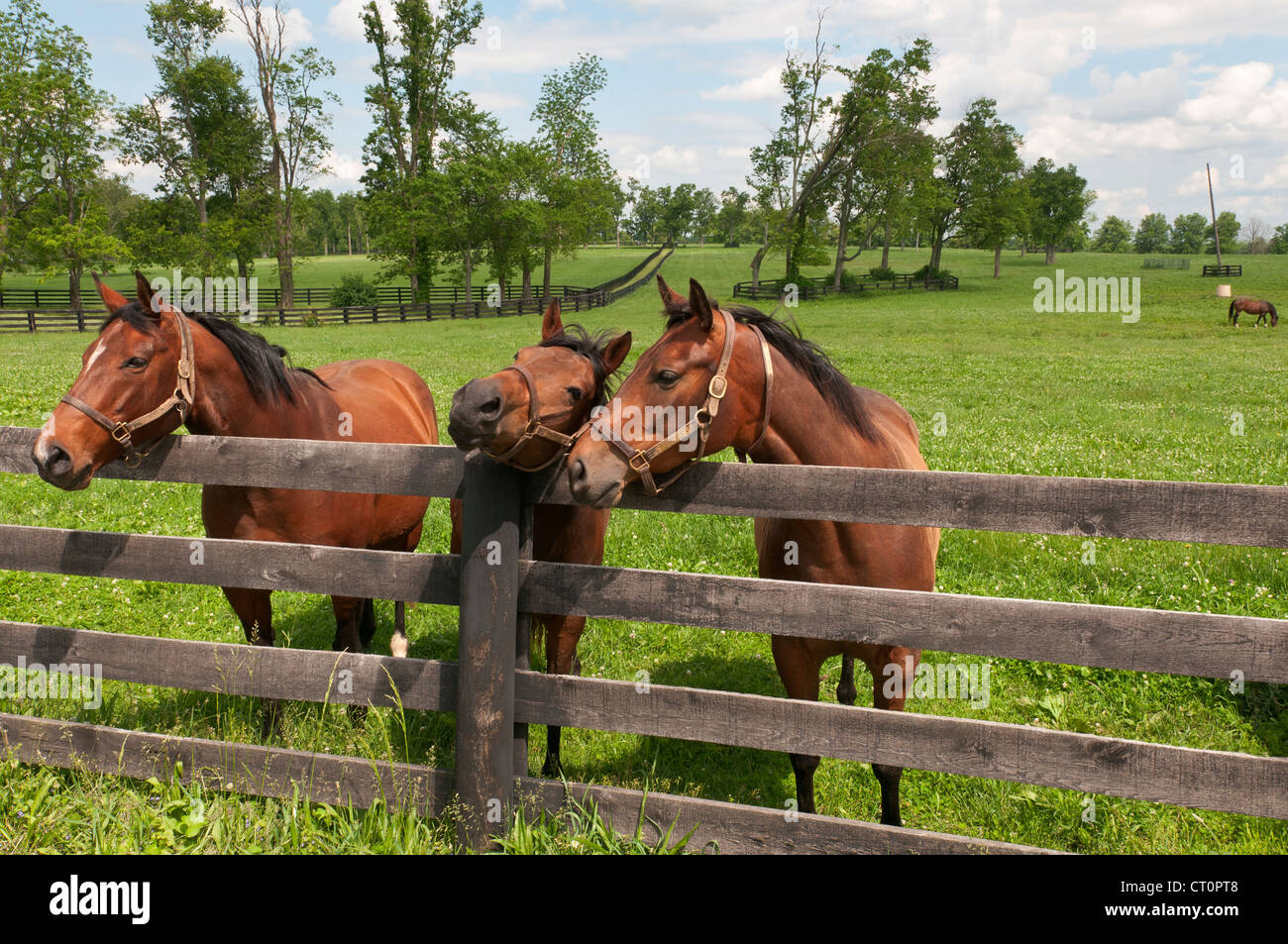Kentucky, Lexington Nähe, Pferde auf der Weide. Stockfoto