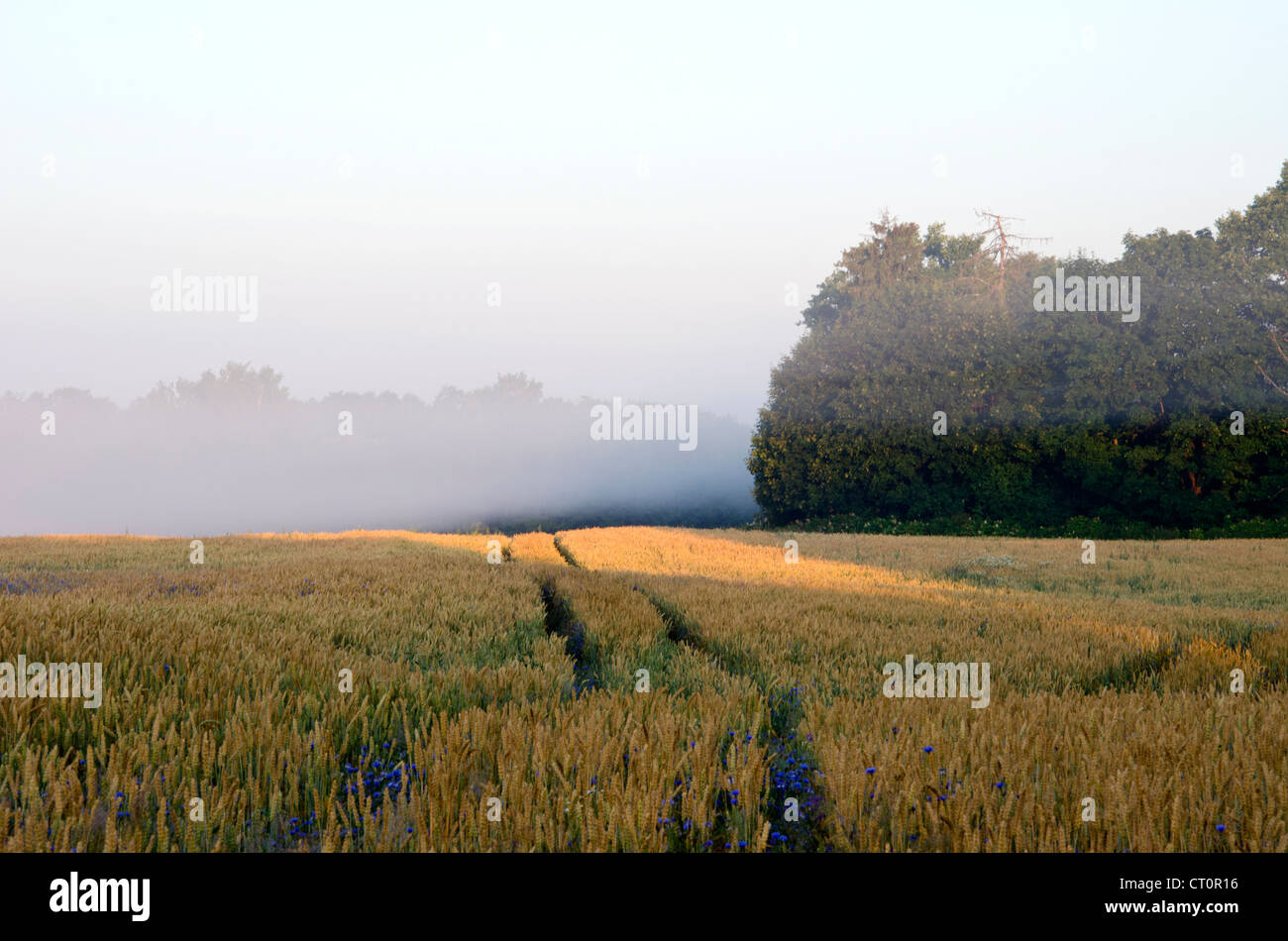 Weizen Feld Rad markieren im frühen Morgennebel in der Nähe von Waldbäumen und Bluet Kornblume Blume. Stockfoto