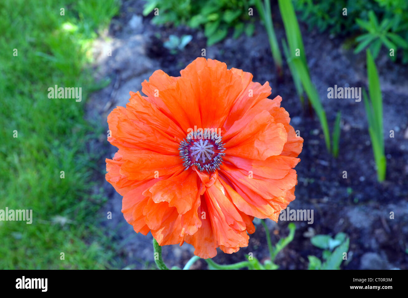 Tolle rote dekorative Mohn Blume Blüte Nahaufnahme. Stockfoto