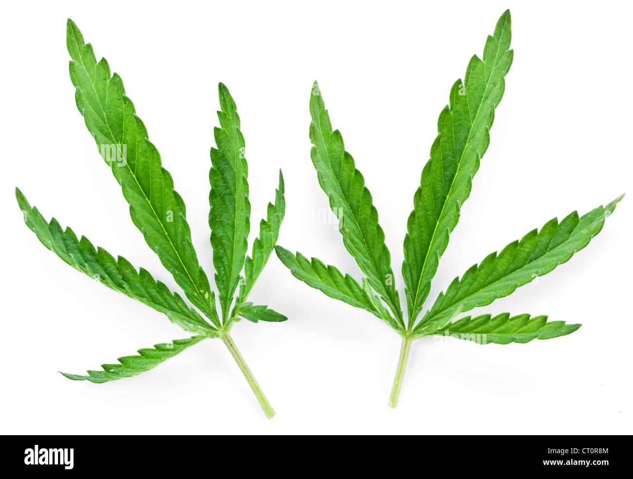 Zwei Cannabisblatt isoliert auf weißem Hintergrund Stockfoto