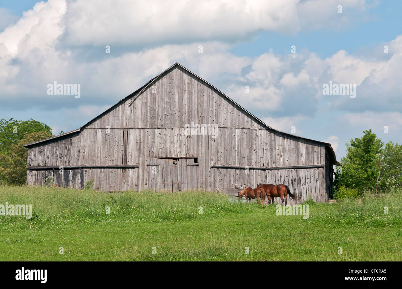 Kentucky, Lexington Nähe, alte hölzerne Scheune, Pferde auf der Weide. Stockfoto