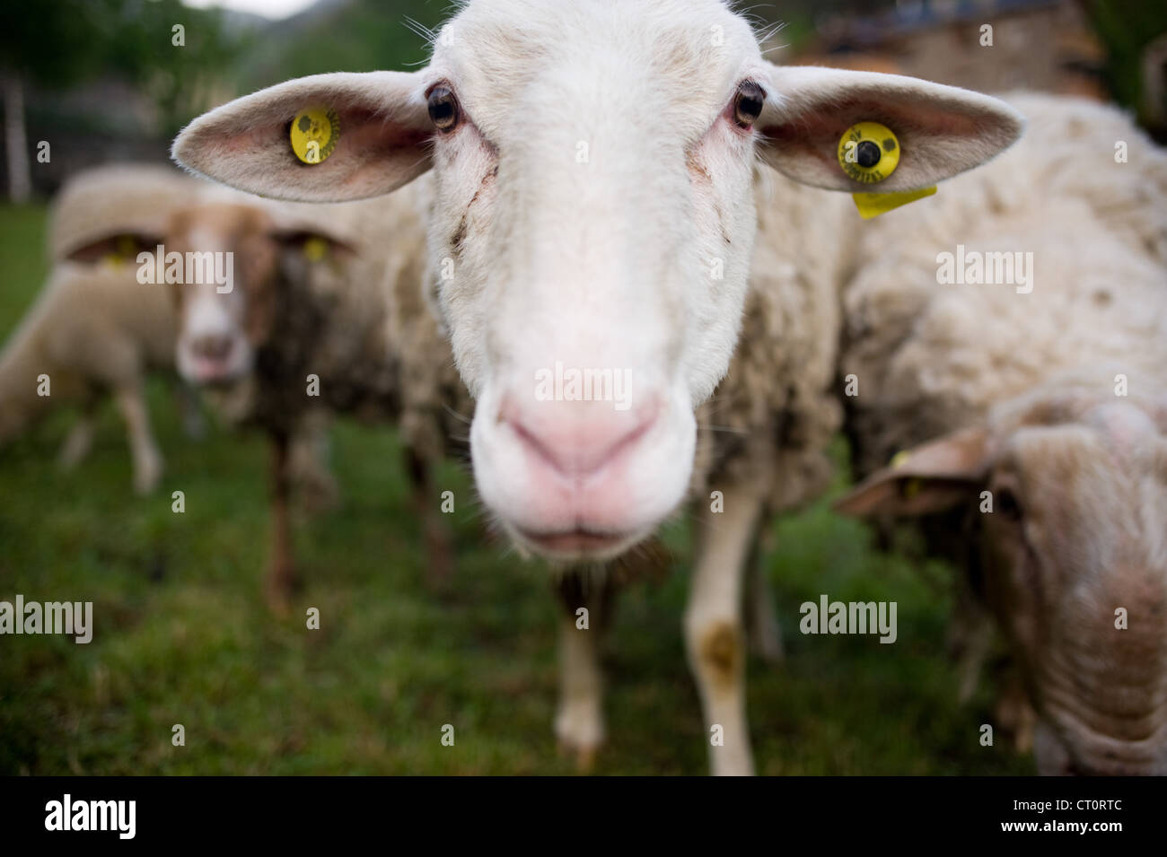 Nahaufnahme des Gesichts ein Schaf. Stockfoto