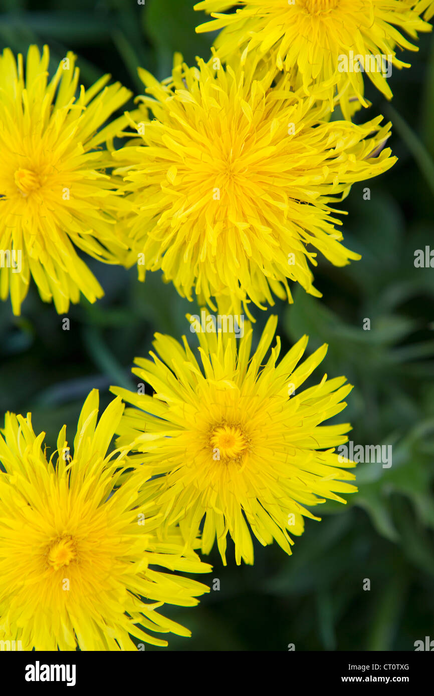 Nahaufnahme von gelben Blüten Stockfoto