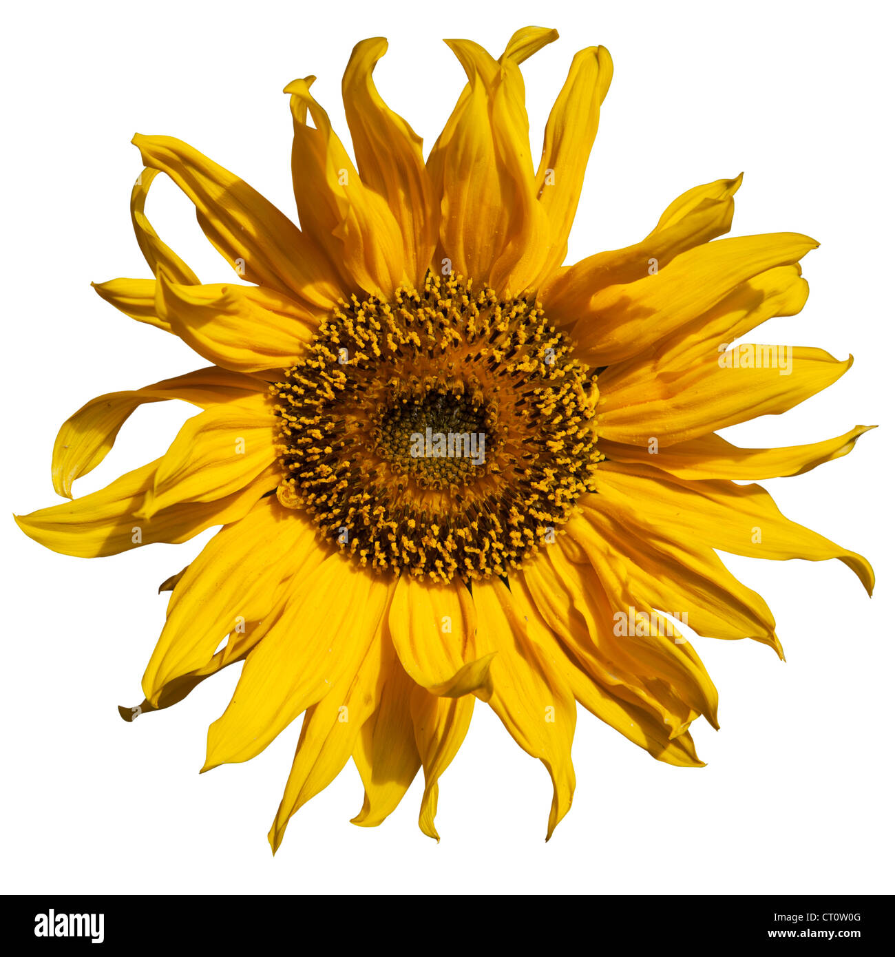 Geschnitten Sie aus einer Sonnenblume Stockfoto