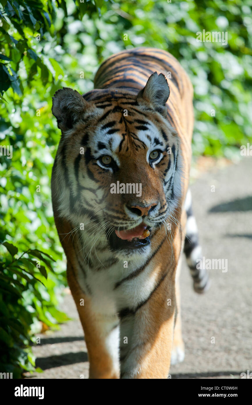 Tiger im Paradise Wildlife Park, Broxbourne Stockfoto