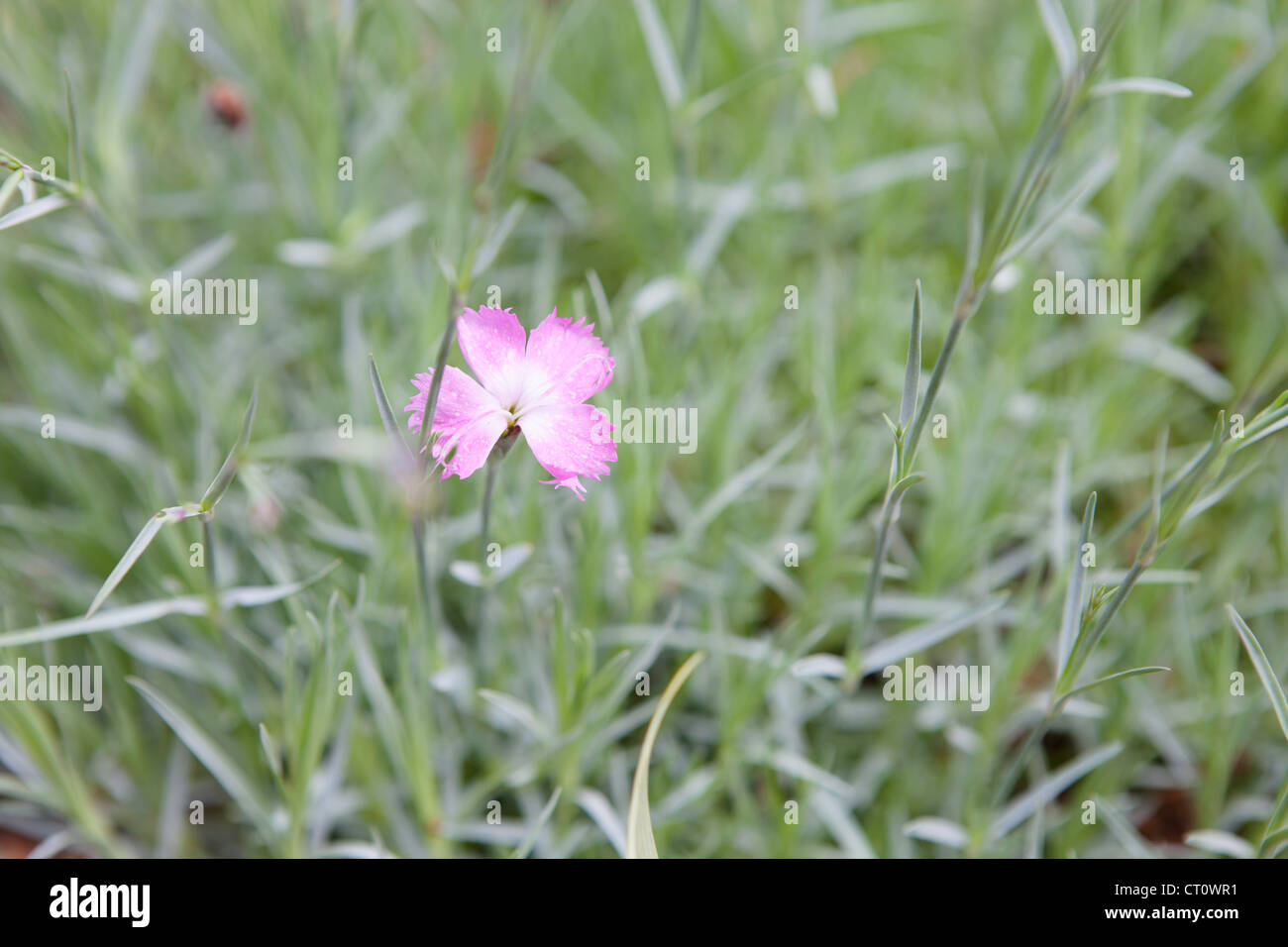 Dianthus Caryophyllus Nana, Mini-Nelke Stockfoto
