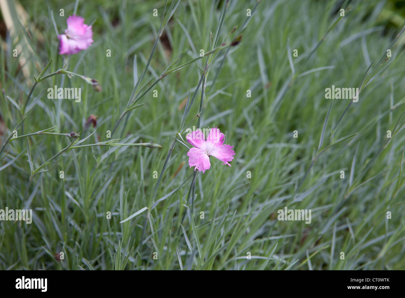 Dianthus Caryophyllus Nana, Mini-Nelke Stockfoto