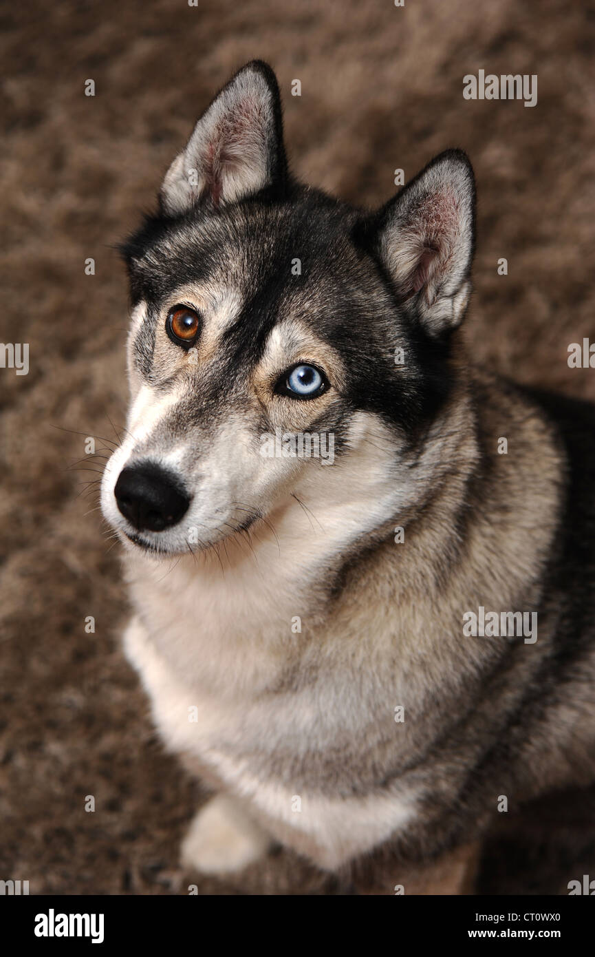 Glückliche husky Hund wartet auf einen Keks, eifrig mit blauen und braunen  Augen blickte Stockfotografie - Alamy