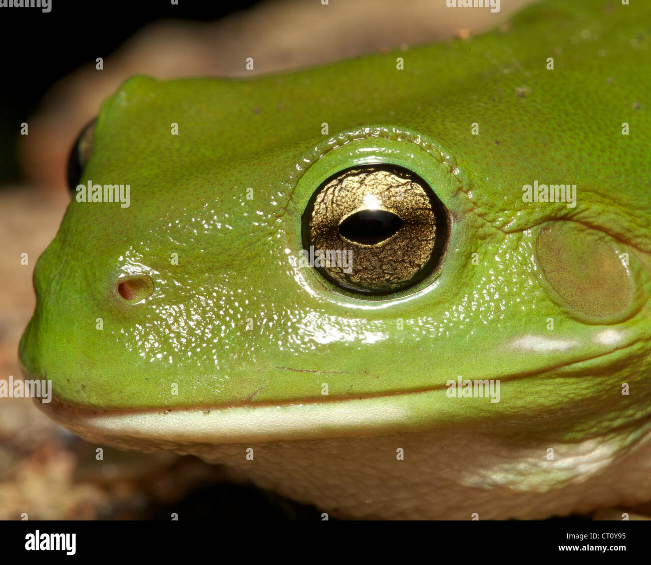 Nahaufnahme eines grünen Frosch Stockfoto