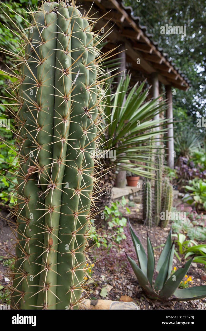 Echinopsis Pachanoi (SY Trichocereus Pachanoi), San Pedro Kaktus Stockfoto Echinopsis Pachanoi (SY Trichocereus Pachanoi), San Pedro Kaktus Stockfoto
