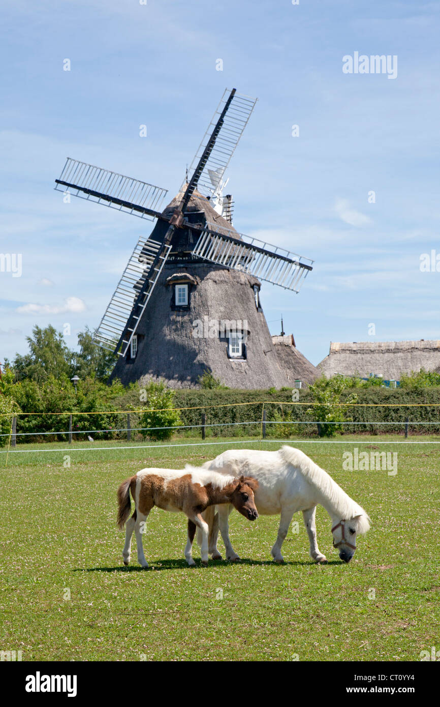 Stute und Fohlen vor Windmühle, Mecklenburg Dorf in der Nähe von Wismar, Mecklenburg-West Pomerania, Deutschland Stockfoto