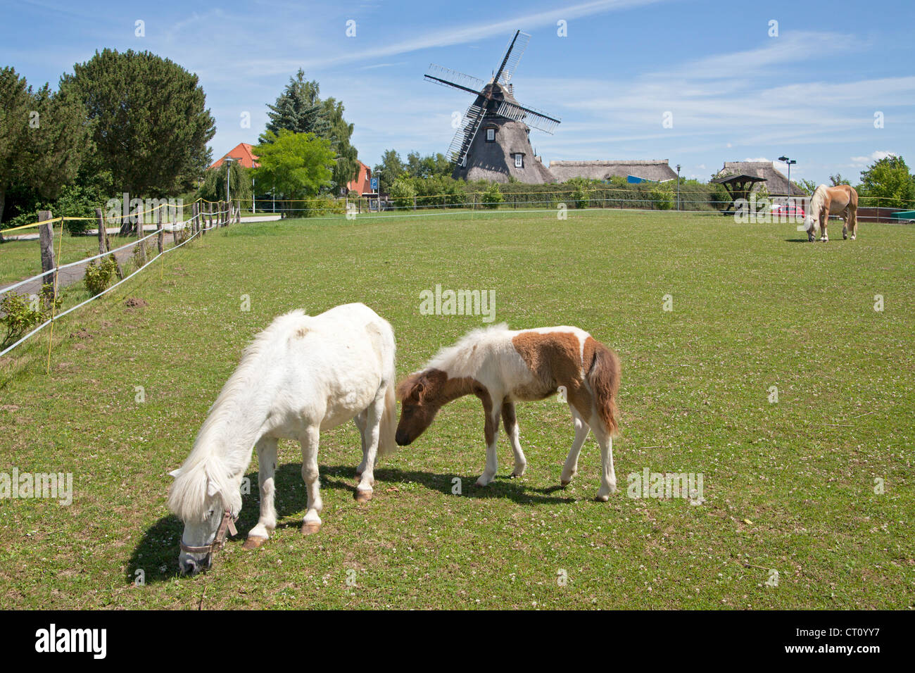 Ponys und Fohlen vor Windmühle, Mecklenburg Dorf in der Nähe von Wismar, Mecklenburg-West Pomerania, Deutschland Stockfoto