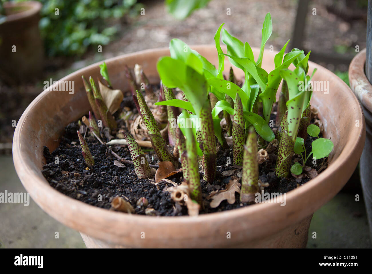 Lateinischer name der ananas -Fotos und -Bildmaterial in hoher ... Lateinischer name der ananas -Fotos und -Bildmaterial in hoher ...