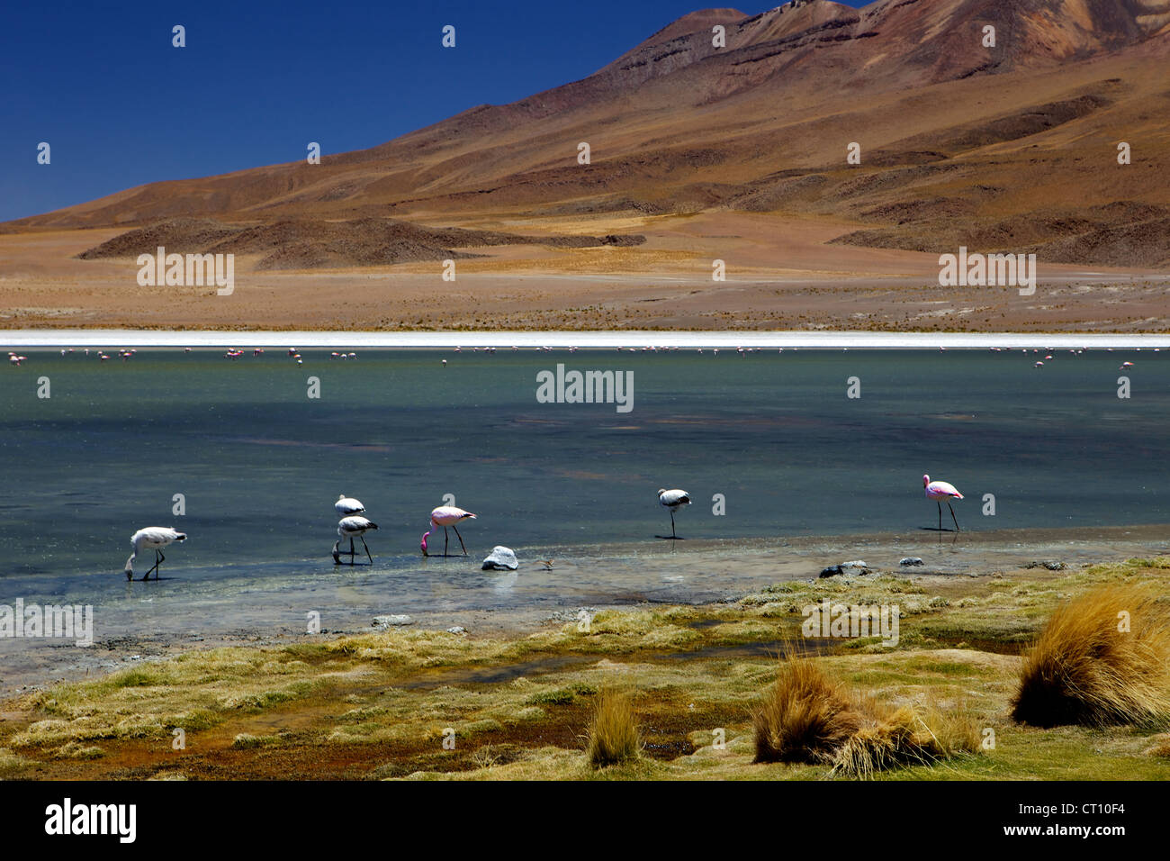 Flamingos an der Laguna Canapa, Süd Lipez Southwest Highlands, Bolivien, Südamerika Stockfoto