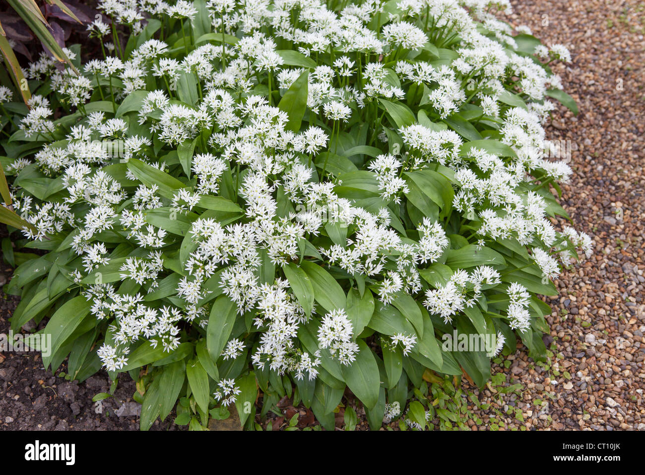 Blühender Bärlauch (Allium Ursinum) Stockfoto