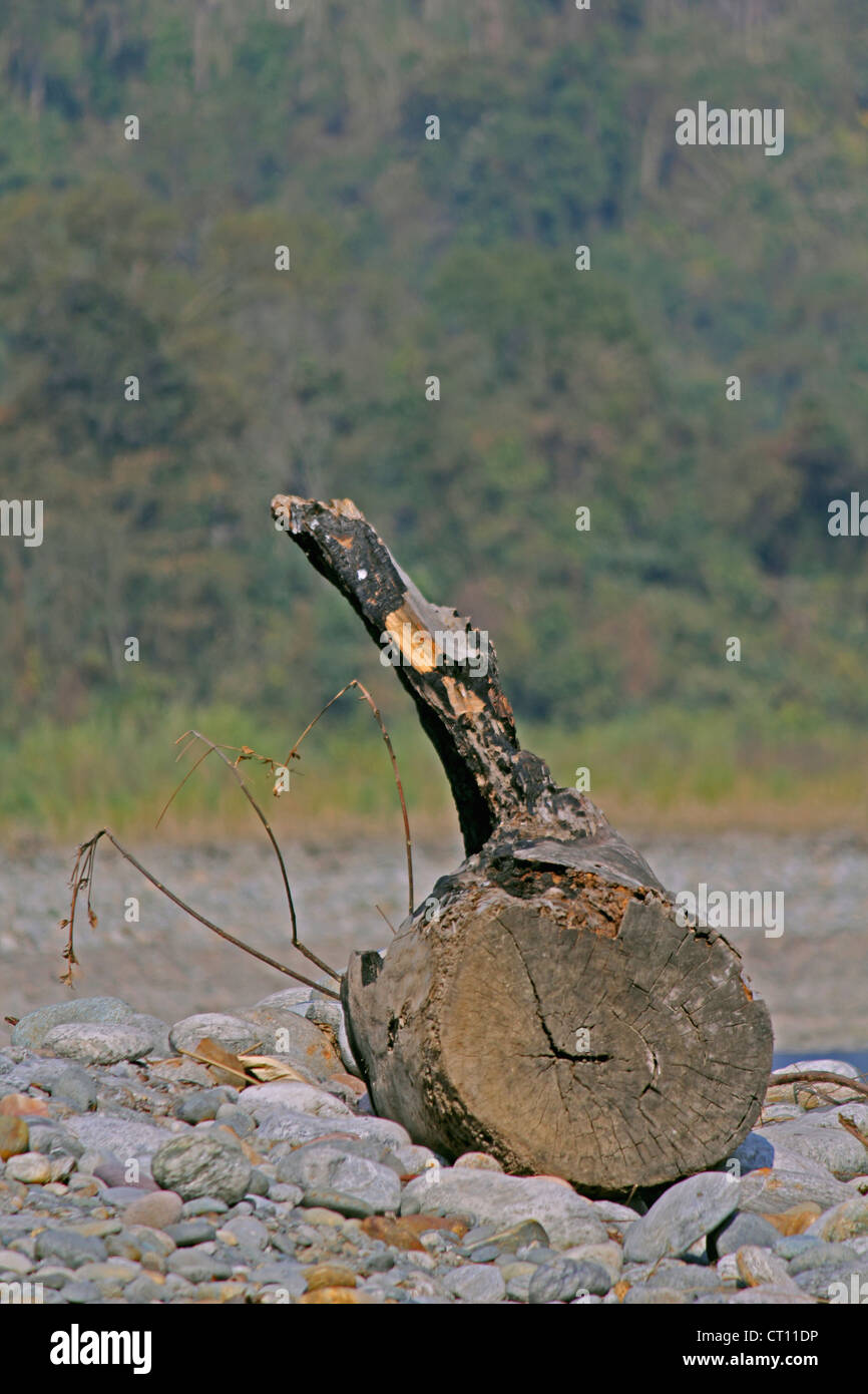 Stamm, Rinde eines Baumes im Flussbett, Noa-Dehing River, Namdapha, Arunachal Pradesh, Indien Stockfoto