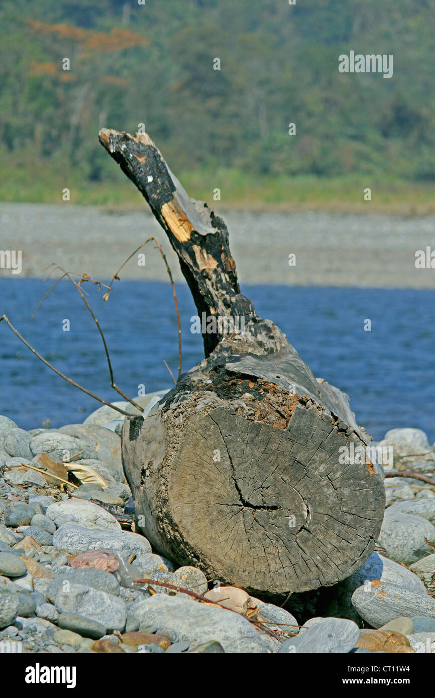 Stamm, Rinde eines Baumes im Flussbett, Noa-Dehing River, Namdapha, Arunachal Pradesh, Indien Stockfoto