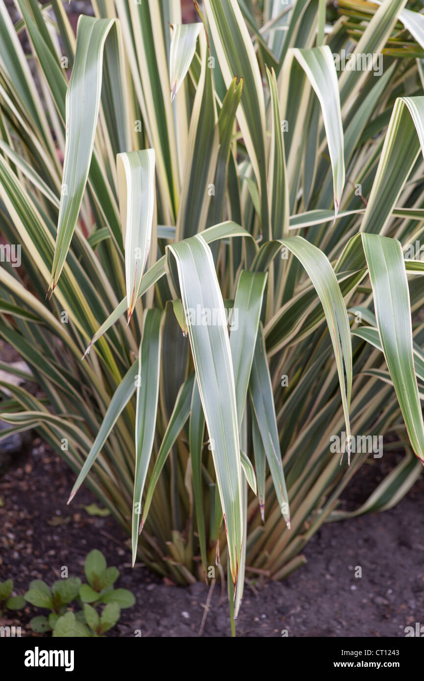 Phormium Tenax 'Variegata'-Neuseeland-Flachs Stockfoto