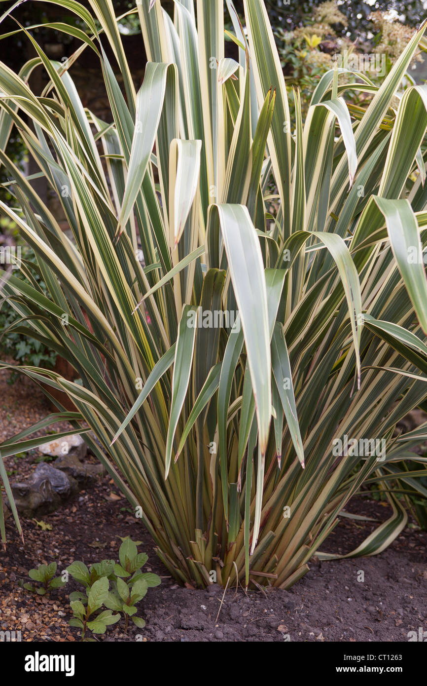 Phormium Tenax 'Variegata'-Neuseeland-Flachs Stockfoto