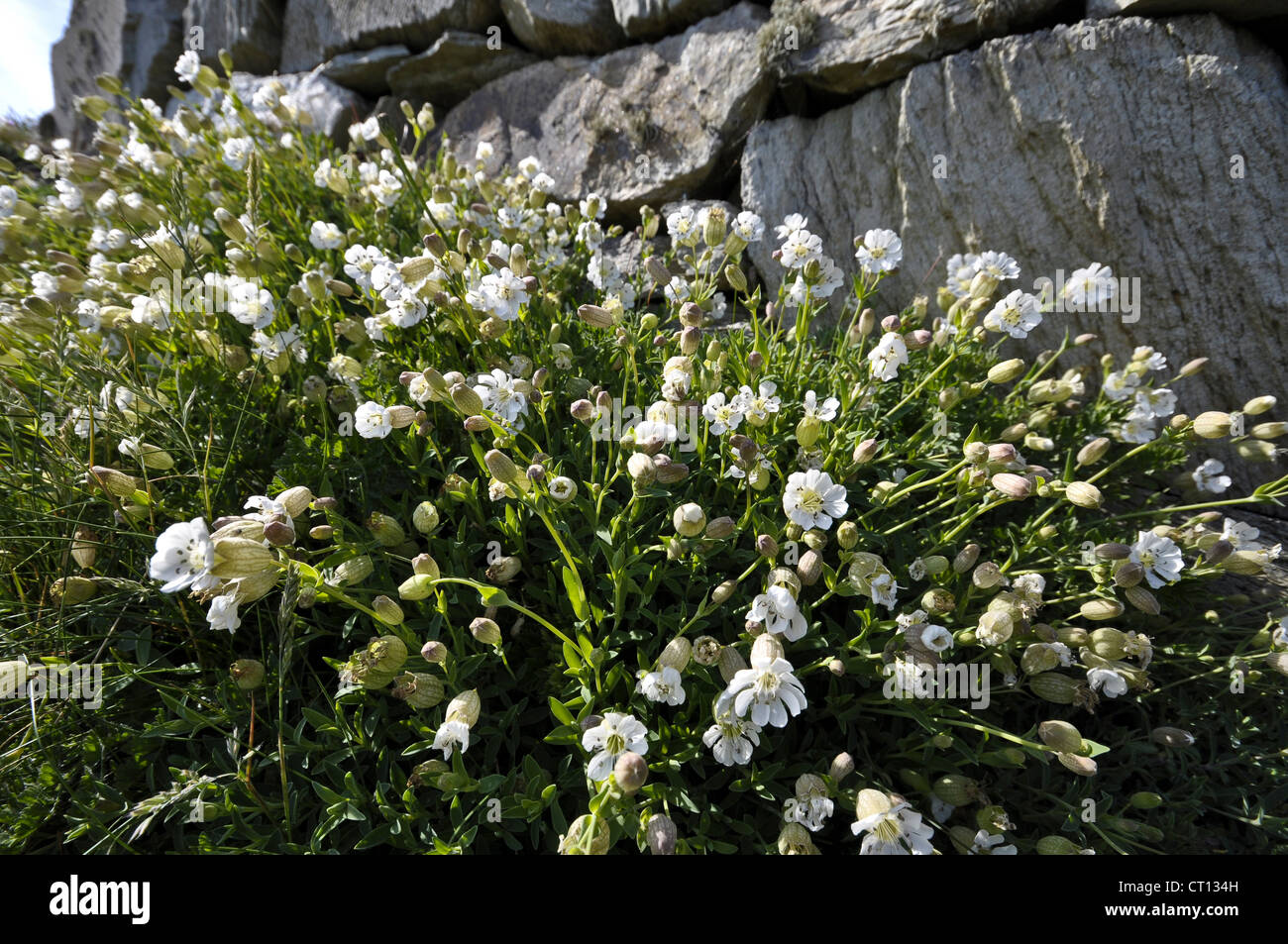 Meer Campion Silene maritima Stockfoto