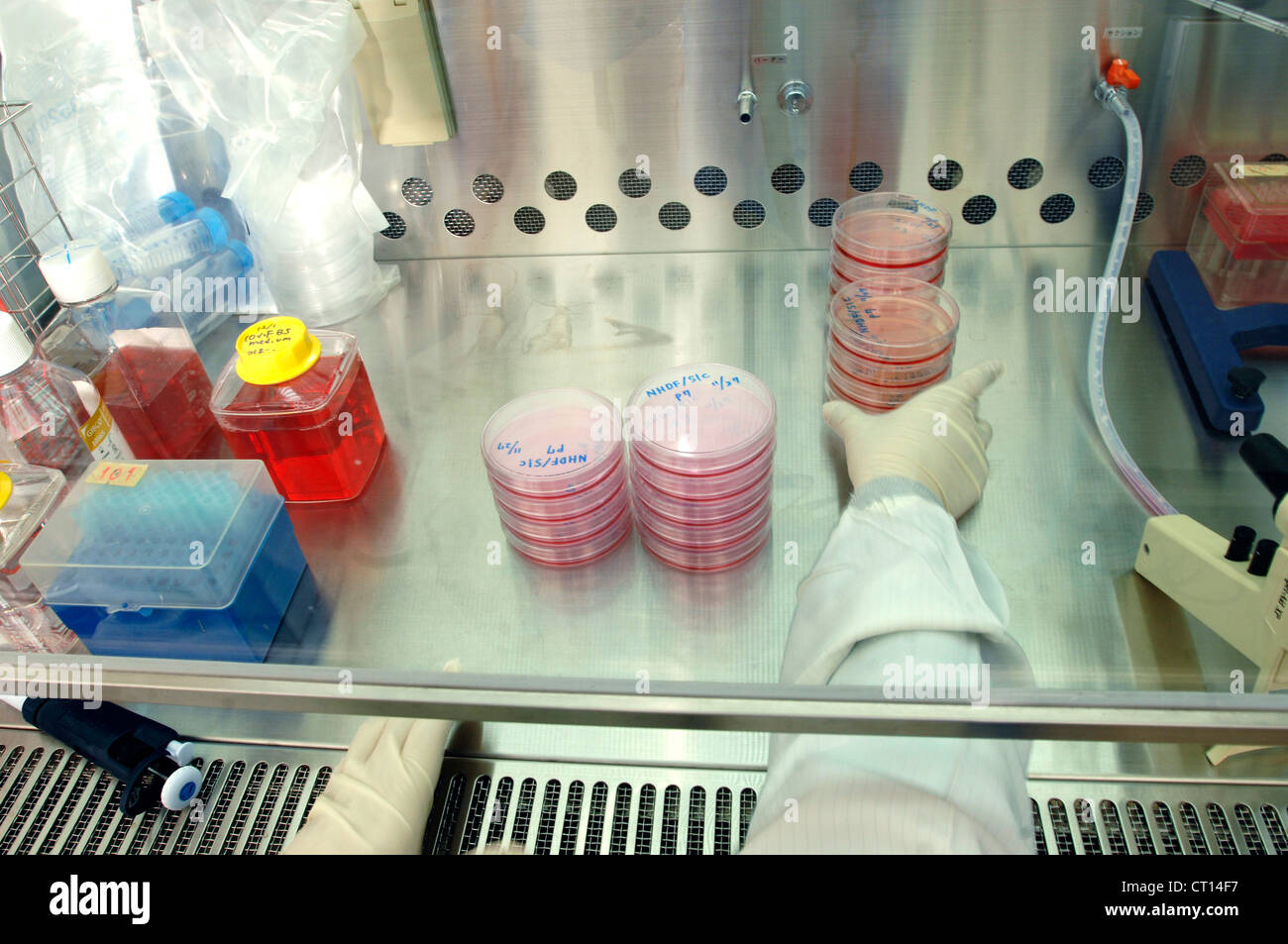 Petrischalen für Stammzellforschung Stockfoto