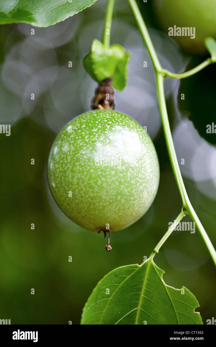 Nahaufnahme von Obstbau auf Baum Stockfoto