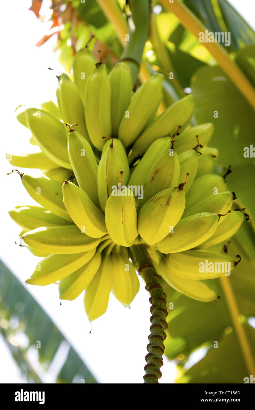 Bananen wachsen auf Baum Stockfoto