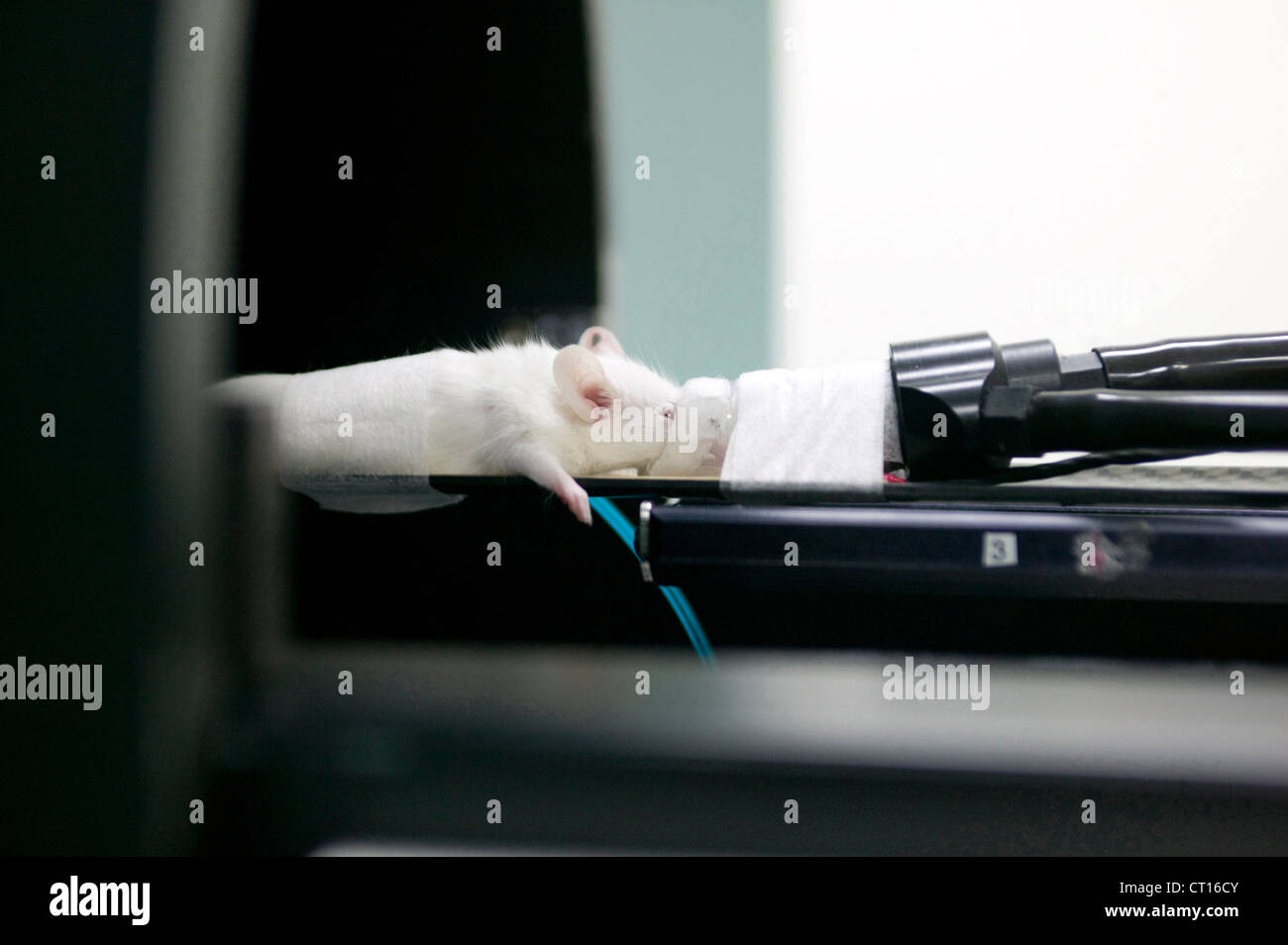 Maus zu scannenden Stockfoto