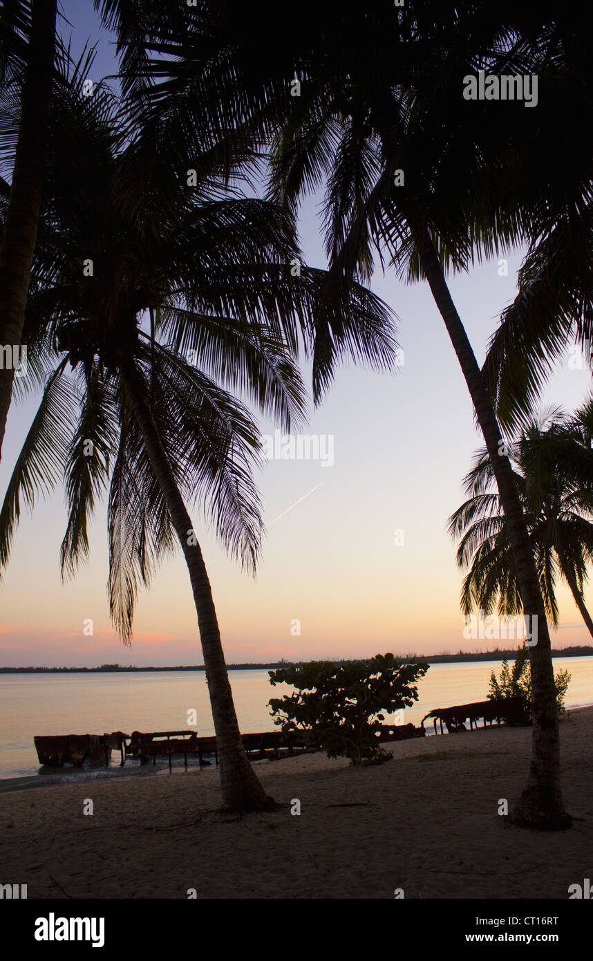 Silhouette der Palmen bei Sonnenuntergang Stockfoto